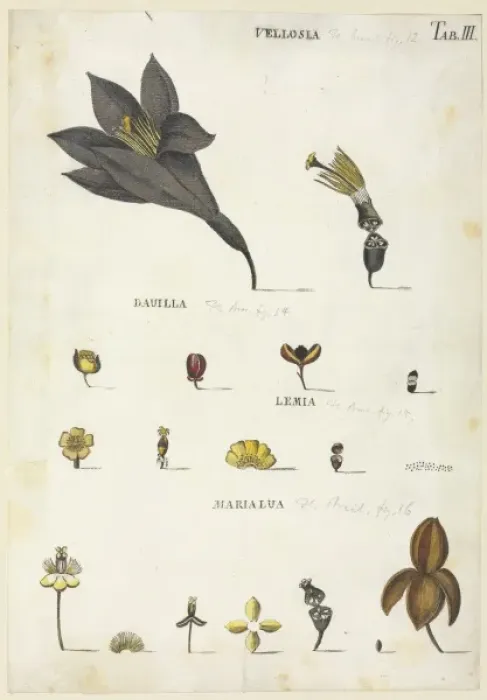 Framed Print : Vellosia, Dauilla, Lemia, Marialua Framed Print : Vellosia, Dauilla, Lemia, Marialua
