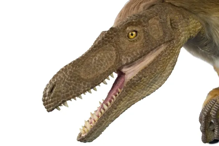 Framed Print : Velociraptor Framed Print : Velociraptor