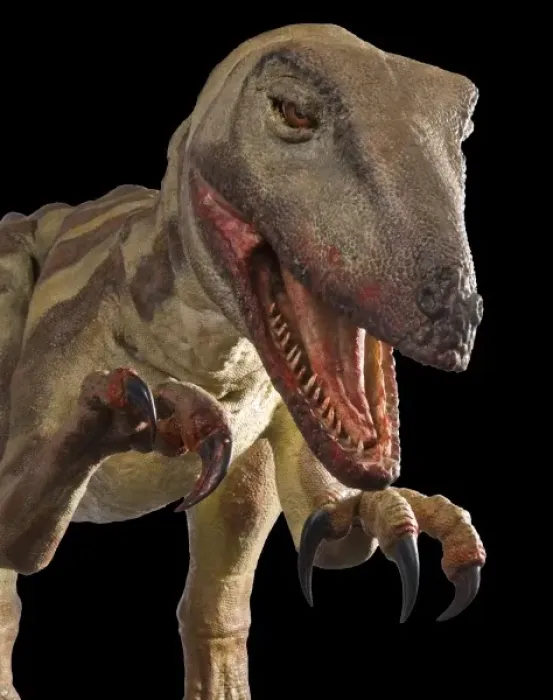 Framed Print : Velociraptor Framed Print : Velociraptor