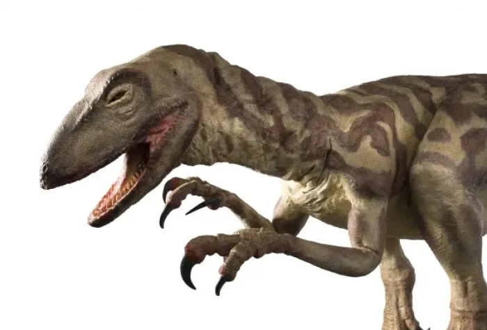 Framed Print : Velociraptor Framed Print : Velociraptor