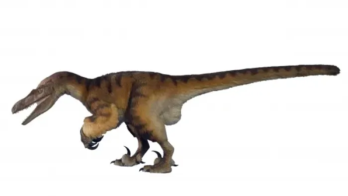 Framed Print : Velociraptor Framed Print : Velociraptor