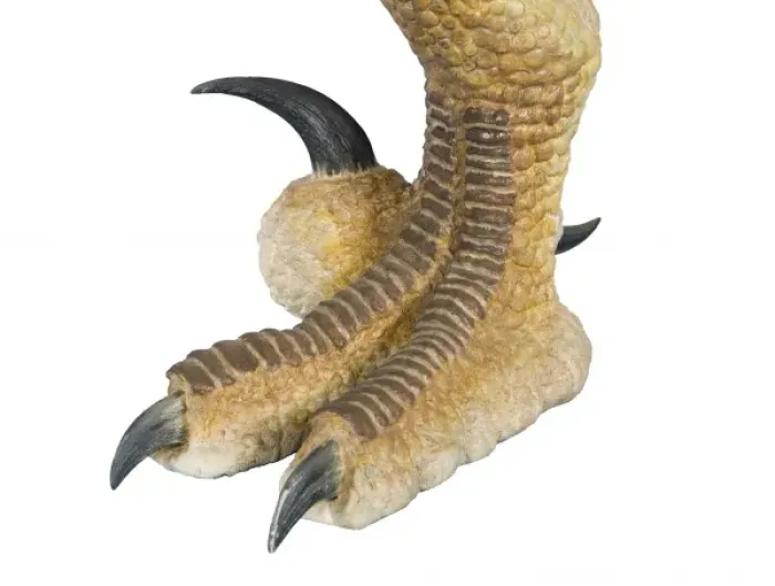 Framed Print : Velociraptor Framed Print : Velociraptor