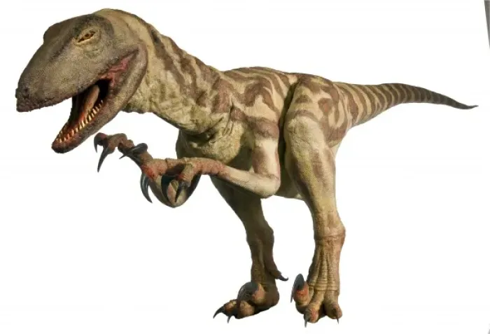 Framed Print : Velociraptor Framed Print : Velociraptor