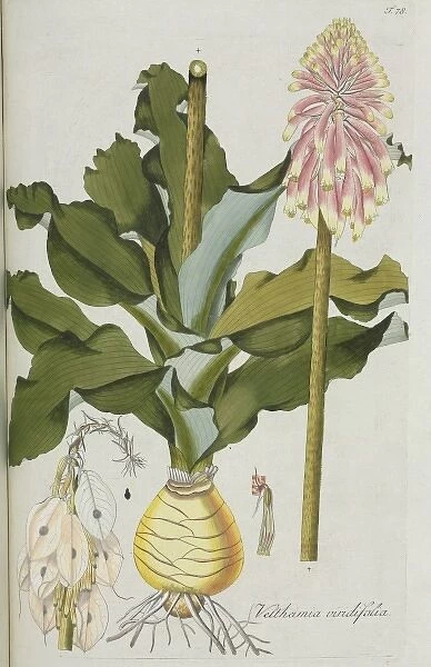 Veltheimia viridiflora, lily