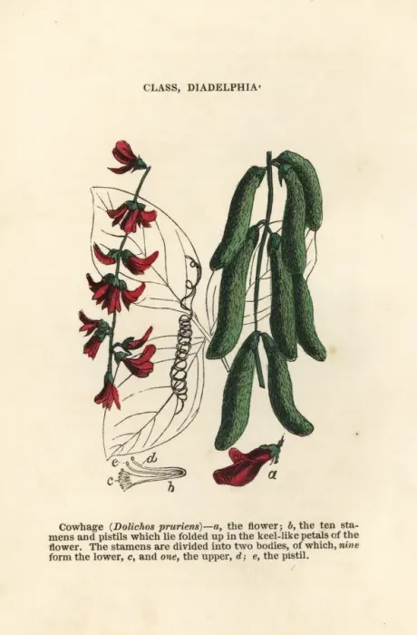 Framed Print : Velvet bean, Mucuna pruriens Framed Print : Velvet bean, Mucuna pruriens