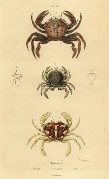 Framed Print : Velvet crab, marbled swimming crab and Pennant s Framed Print : Velvet crab, marbled swimming crab and Pennant s