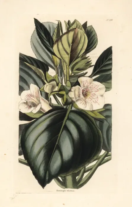 Framed Print : Velvet gloxinia, Gloxinia velutina Framed Print : Velvet gloxinia, Gloxinia velutina