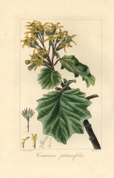Framed Print : Velvet groundsel, Roldana petasitis Framed Print : Velvet groundsel, Roldana petasitis