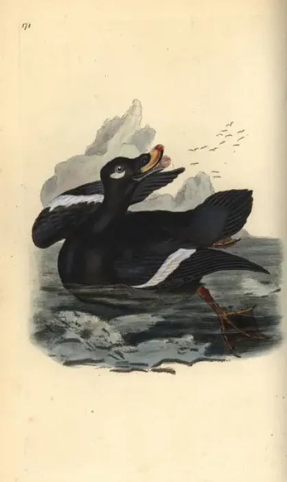 Framed Print : Velvet scoter, Melanitta fusca Framed Print : Velvet scoter, Melanitta fusca