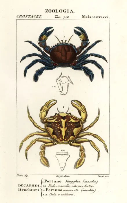 Framed Print : Velvet swimming crab and marbled swimming crab Framed Print : Velvet swimming crab and marbled swimming crab