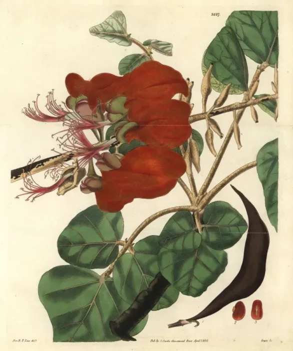 Framed Print : Velvety erythrina, Erythrina velutina Framed Print : Velvety erythrina, Erythrina velutina