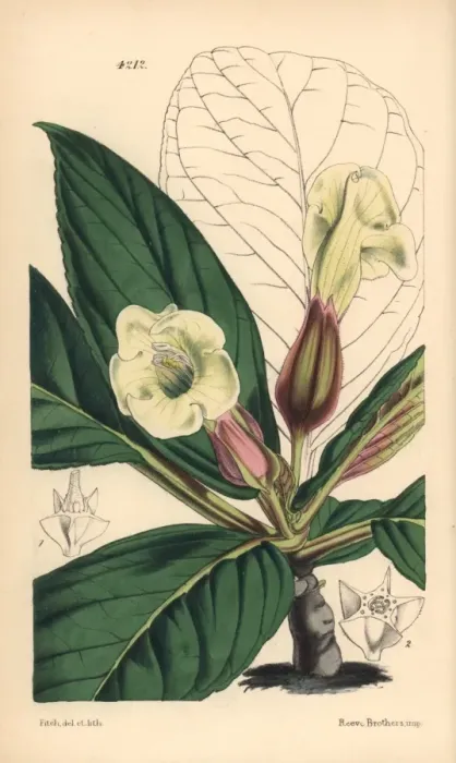 Framed Print : Velvety sinningia, Sinningia velutina Framed Print : Velvety sinningia, Sinningia velutina