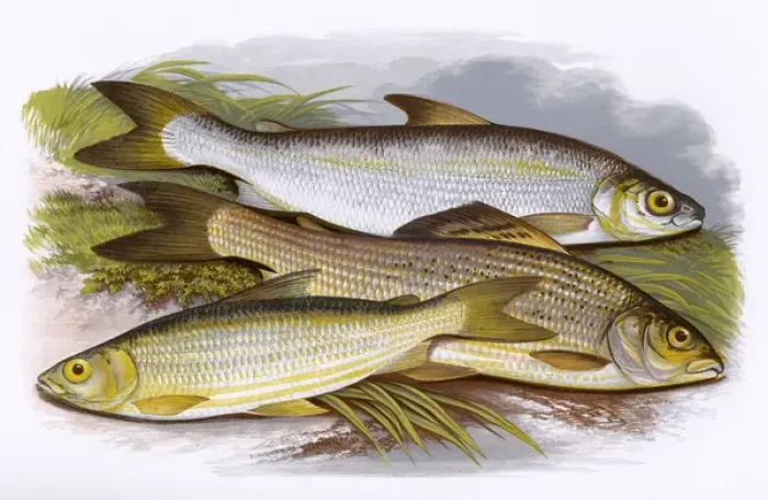 Framed Print : Vendace, Gwyniad and Grayling Framed Print : Vendace, Gwyniad and Grayling