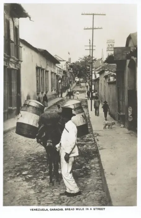Framed Print : Venezuela, Caracas - Itinerant Bread Seller and mule Framed Print : Venezuela, Caracas - Itinerant Bread Seller and mule