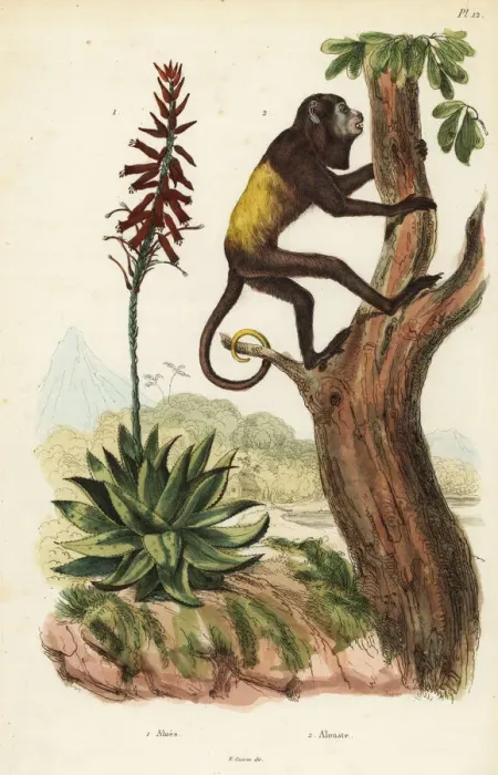 Framed Print : Venezuelan red howler and Aloe vera Framed Print : Venezuelan red howler and Aloe vera