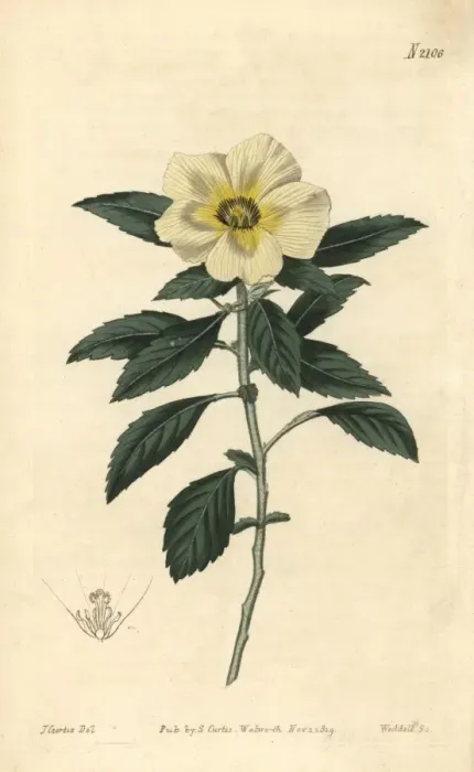 Framed Print : Venice-mallow flowered Turnera, Turnera trioniflora Framed Print : Venice-mallow flowered Turnera, Turnera trioniflora