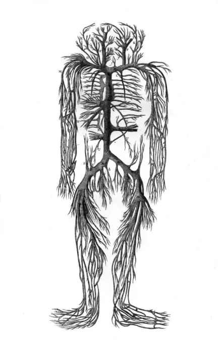 Framed Print : Venous System 18th C Framed Print : Venous System 18th C