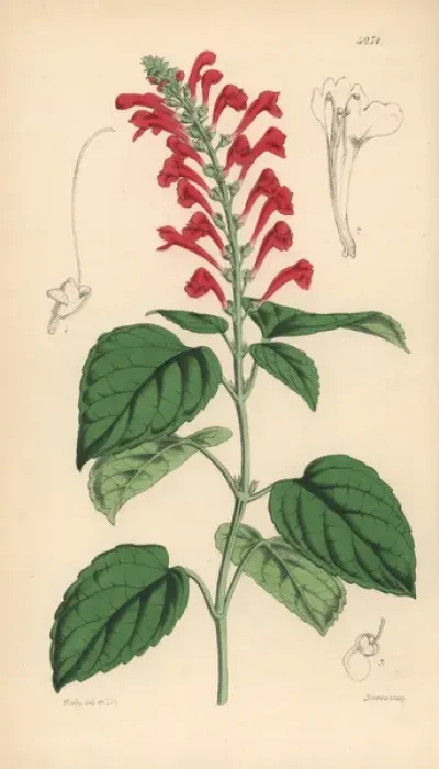Framed Print : Ventenats skull-cap, Scutellaria ventenatii
