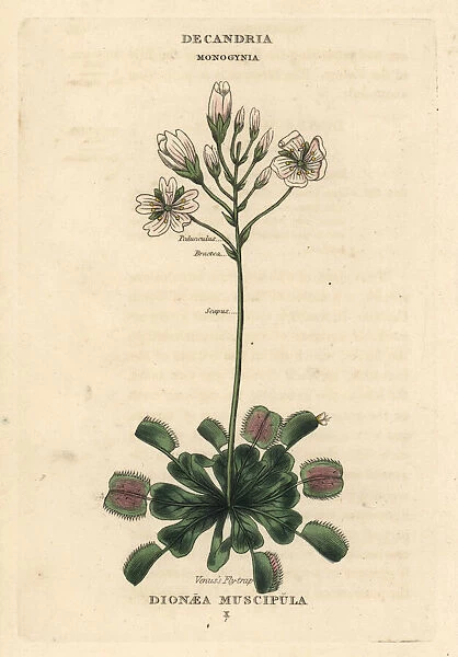 Venus flytrap, Dionaea muscipula