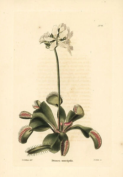 Venus flytrap, Dionaea muscipula. Vulnerable