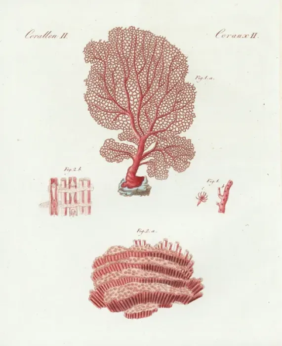 Framed Print : Venus sea fan and organ pipe coral Framed Print : Venus sea fan and organ pipe coral