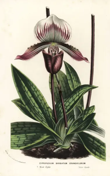Venus Slipper Orchid Print, Paphiopedilum barbatum Art