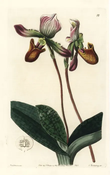 Framed Print : Venus slipper, Paphiopedilum barbatum Framed Print : Venus slipper, Paphiopedilum barbatum