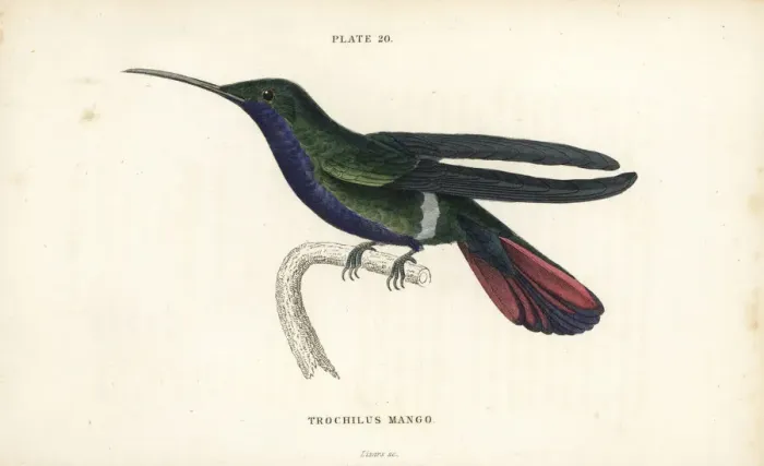 Framed Print : Veraguan mango, Anthracothorax veraguensis Framed Print : Veraguan mango, Anthracothorax veraguensis