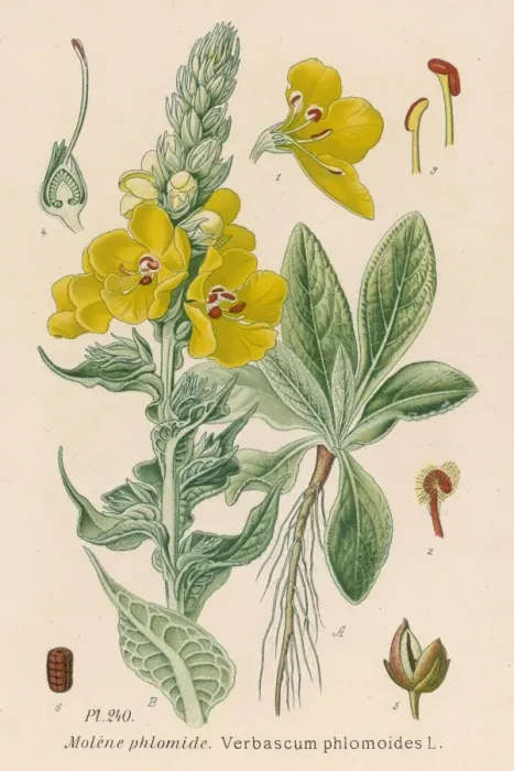Framed Print : Verbascum Phlomoides Framed Print : Verbascum Phlomoides