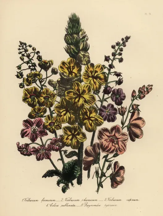 Framed Print : Verbascum species Framed Print : Verbascum species