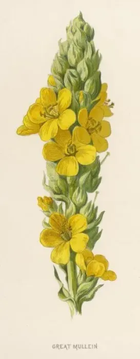 Framed Print : Verbascum Thapsus Framed Print : Verbascum Thapsus