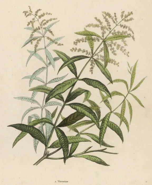 Framed Print : VERBENA. Also called Verveine or Vervain Framed Print : VERBENA. Also called Verveine or Vervain