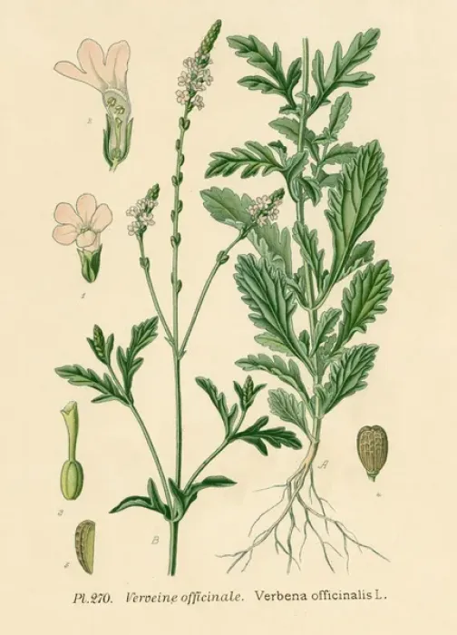 Framed Print : Verbena Officinalis Framed Print : Verbena Officinalis