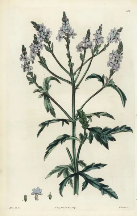 Framed Print : Verbena officinalis var. africana Framed Print : Verbena officinalis var. africana