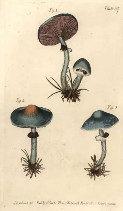 Framed Print : Verdigris mushroom or verdigris agaric, Stropharia Framed Print : Verdigris mushroom or verdigris agaric, Stropharia