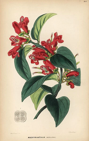 Vermilion aeschynanthus, Aeschynanthus miniatus