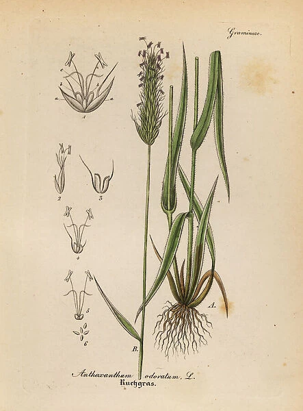 Vernal grass or vanilla grass, Anthoxathum odoratum
