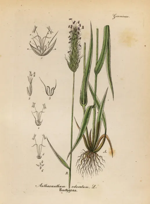 Framed Print : Vernal grass or vanilla grass, Anthoxathum odoratum Framed Print : Vernal grass or vanilla grass, Anthoxathum odoratum