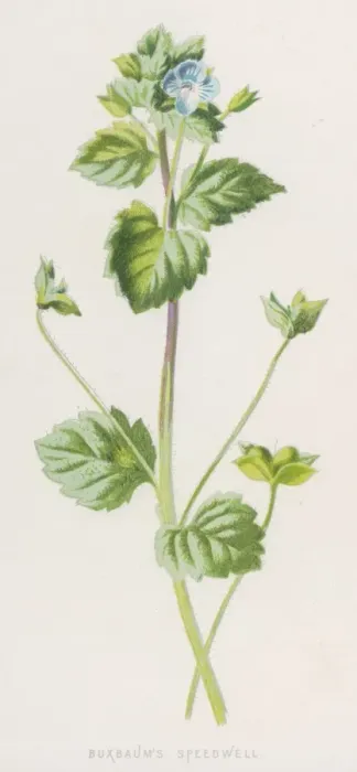 Framed Print : Veronica Buxbaumii Framed Print : Veronica Buxbaumii
