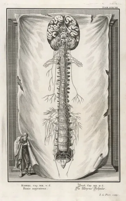 Framed Print : VERTEBRAE Framed Print : VERTEBRAE