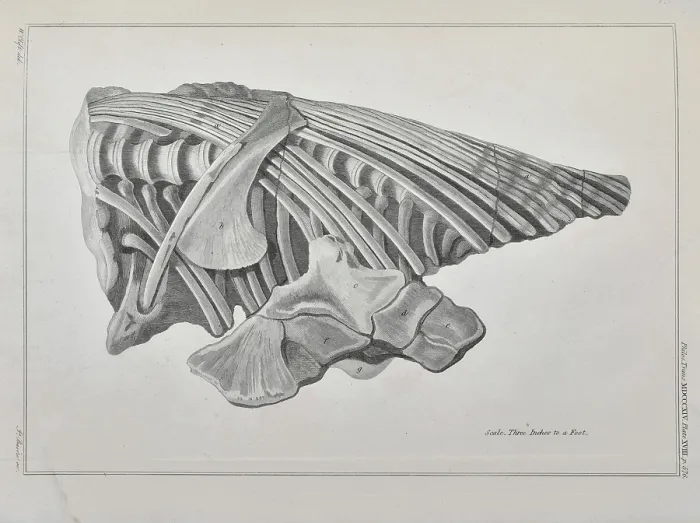 Framed Print : Vertebrae and ribs of an ichthyosaur Framed Print : Vertebrae and ribs of an ichthyosaur