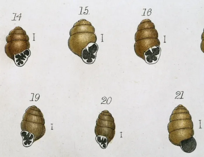 Framed Print : Vertigo sp. marsh whorl snails Framed Print : Vertigo sp. marsh whorl snails
