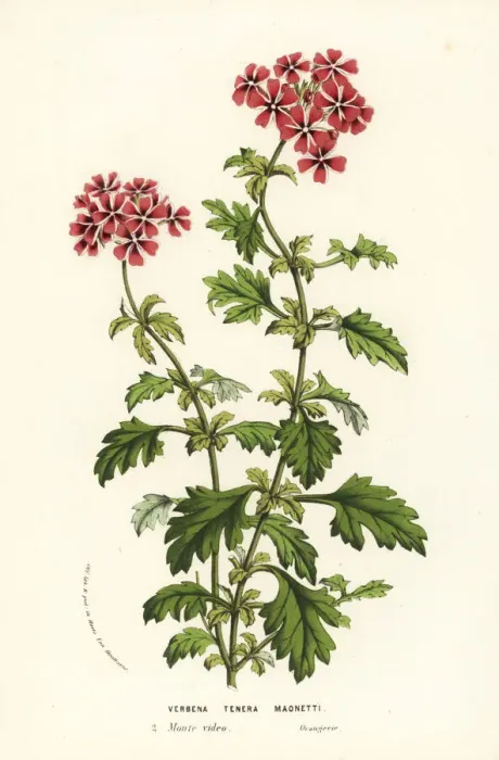 Framed Print : Vervain, Glandularia x maonettii. Vervain Framed Print : Vervain, Glandularia x maonettii. Vervain