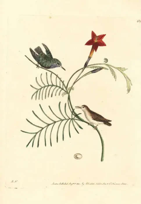 Framed Print : Vervain hummingbird, Mellisuga minima Framed Print : Vervain hummingbird, Mellisuga minima