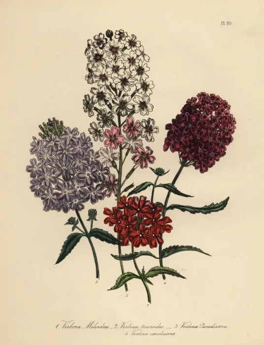 Framed Print : Vervain or Verbena species Framed Print : Vervain or Verbena species