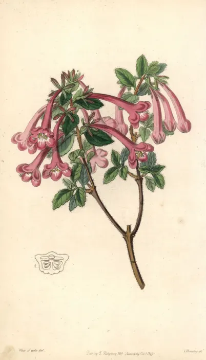 Framed Print : Vesalea floribunda Framed Print : Vesalea floribunda