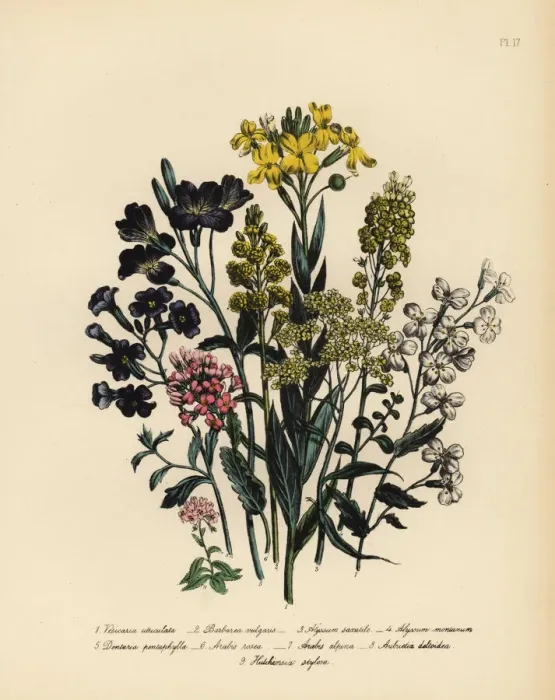 Framed Print : Vesircaria, rocket, toothwort and wallcress species Framed Print : Vesircaria, rocket, toothwort and wallcress species