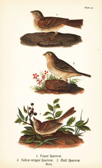 Framed Print : Vesper sparrow, grasshopper sparrow and field sparrow Framed Print : Vesper sparrow, grasshopper sparrow and field sparrow