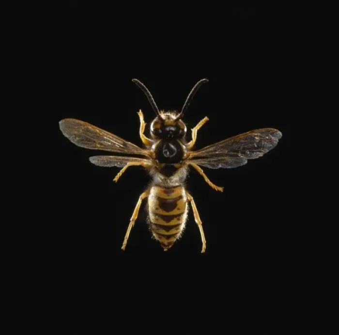 Framed Print : Vespula vulgaris L. common wasp Framed Print : Vespula vulgaris L. common wasp