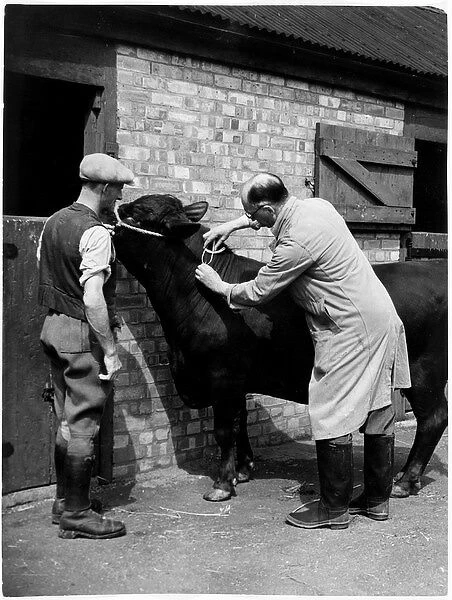 Vet Gives Tb Jab to Cow